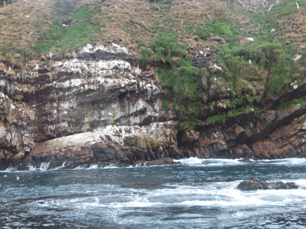 Newfoundland-Witless Bay 