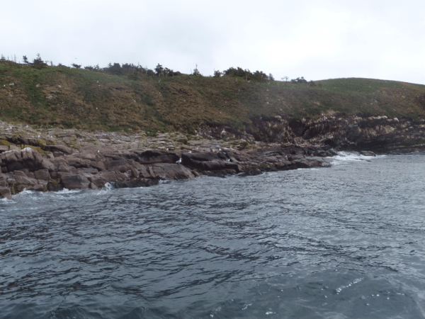 Newfoundland-Witless Bay 