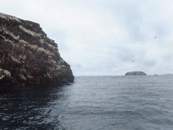 Newfoundland-Witless Bay 