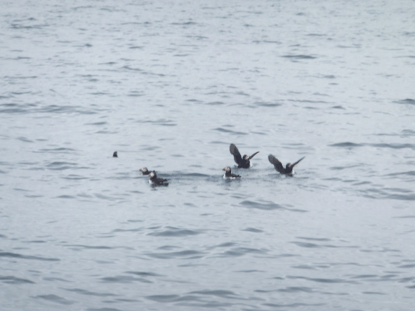 Newfoundland-Witless Bay-puffins in water