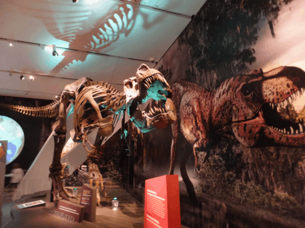 Toronto-ROM-Ultimate Dinosaurs Exhibit 