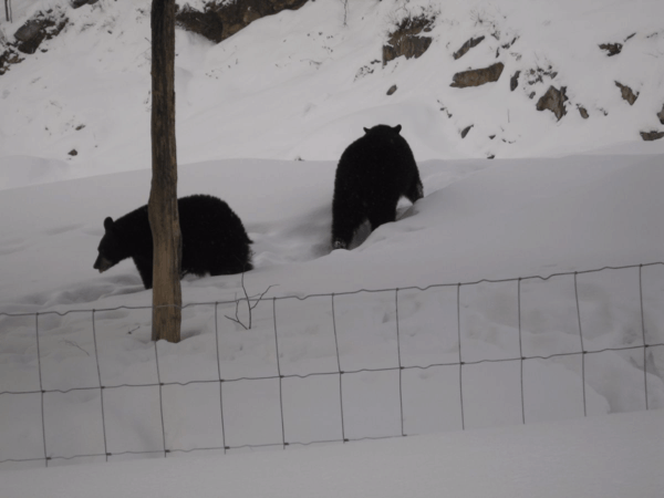 Quebec-Montebello-Black bears at Omega Park