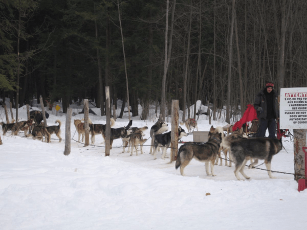 quebec-chateau montebello-dog sled team