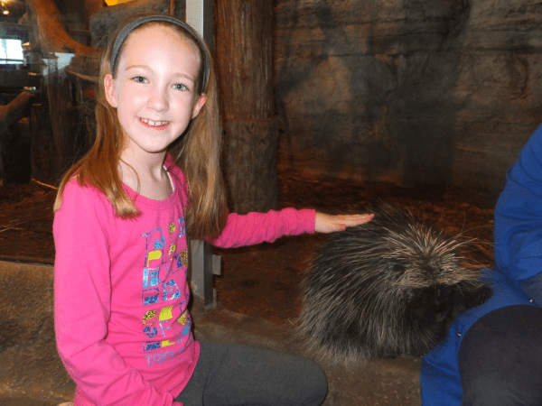 porcupine at Science North, Sudbury