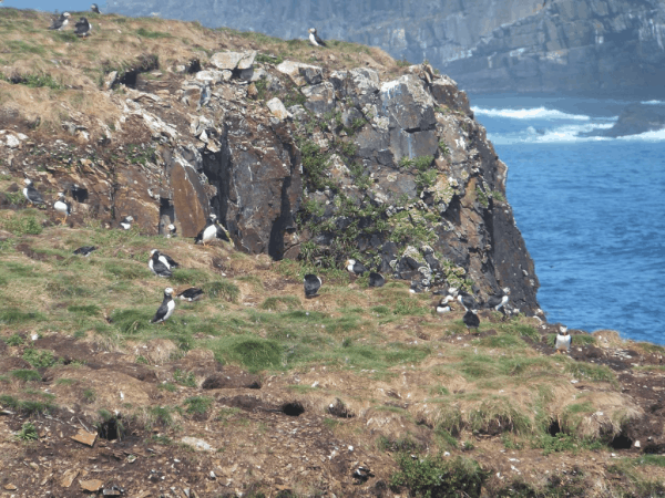 Puffins at Elliston, Newfoundland