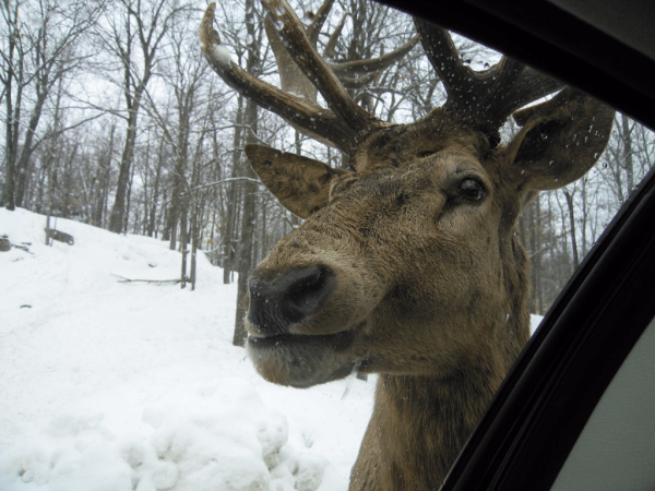 Quebec-Montebello-Omega Park elk