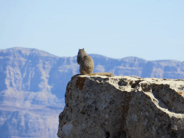 Arizona-Grand Canyon-squirrel