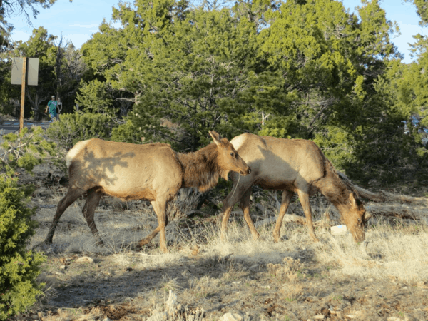 Wildlife at Grand Canyon National Park