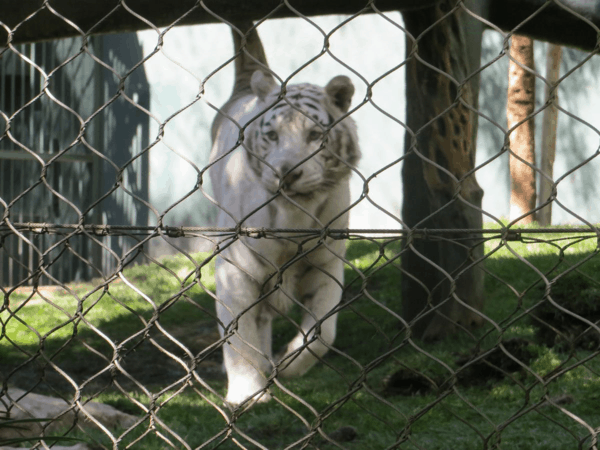 Las Vegas-A white tiger at The Secret Garden of Siegfried & Roy