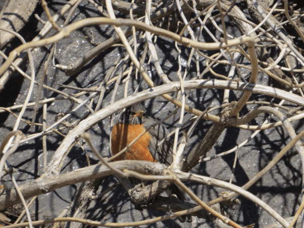 A spring time robin in Central Park