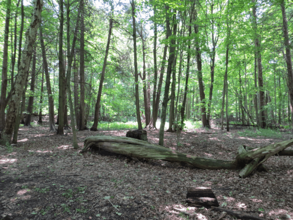 Toronto-Future Rouge National Urban Park-wooded area