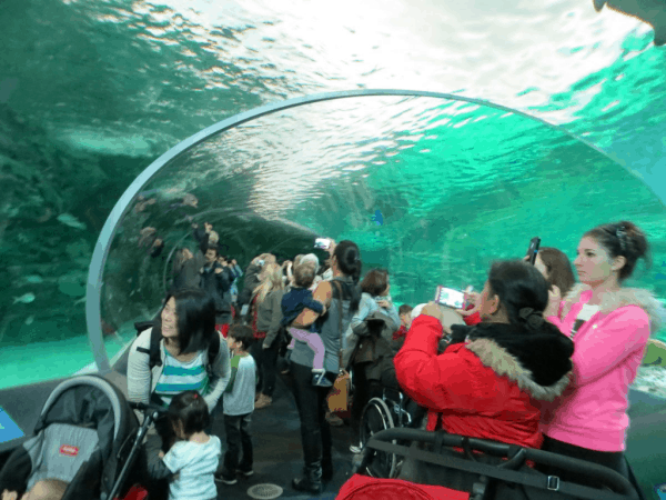 Toronto-Ripleys-Aquarium-Dangerous-Lagoon-Tunnel
