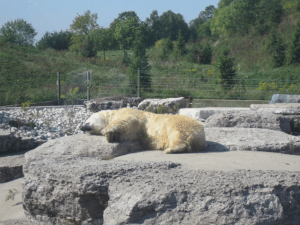 Toronto Zoo-polar bear