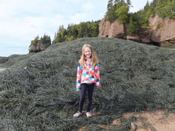 Seaweed on ocean floor - Hopewell Rocks-New Brunswick