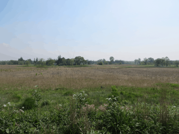 Toronto-Meadow in Future Rouge National Urban Park