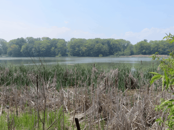 Rouge Marsh - Future Rouge National Urban Park