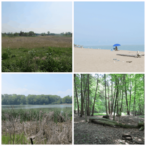 Toronto-Rouge Park 