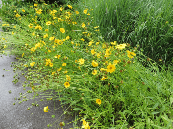 Royal Botanical Gardens flowers