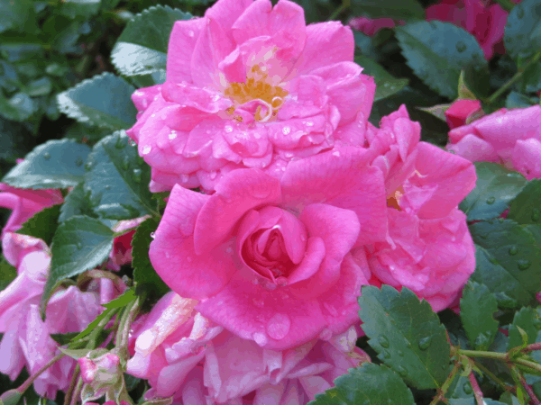 Royal Botanical Gardens-Raindrops on Roses