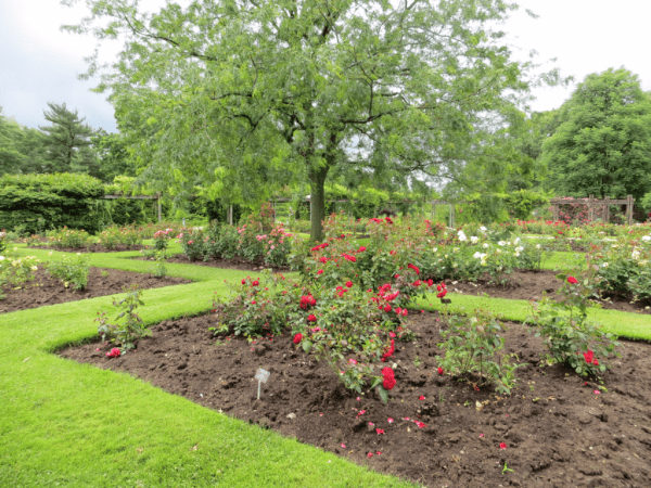 Centennial Rose Garden - Royal Botanical Gardens