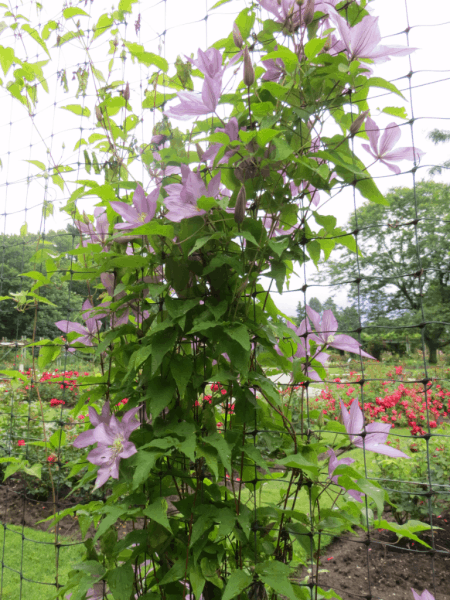 Royal Botanical Gardens flowers 1