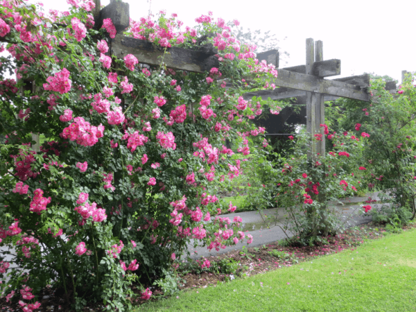 Royal Botanical Gardens Flowers 2