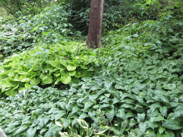 Woodland plants at Royal Botanical Gardens