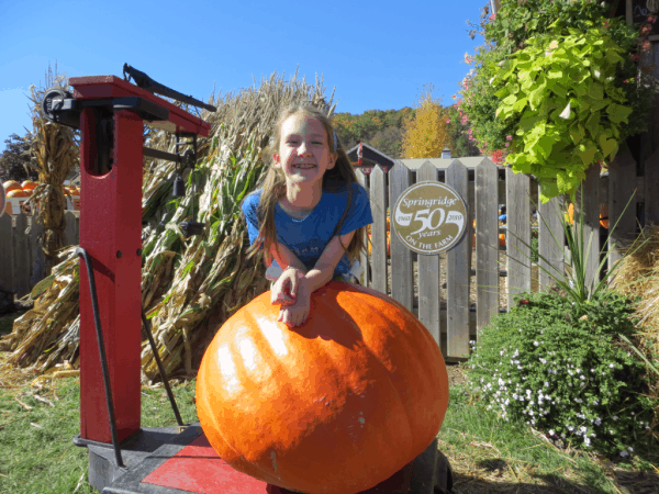 Springridge Farm - Harvest Festival