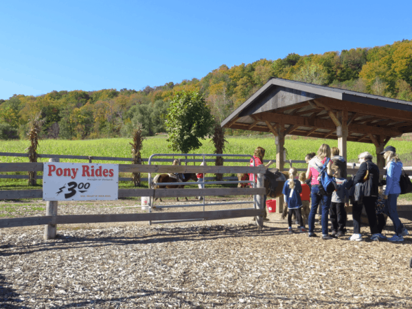 Springridge Farm - Pony Rides