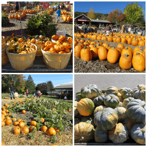 Springridge Farm - Pumpkins