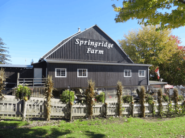 Ontario-Springridge Farm