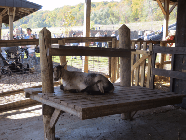 Ontario-Springridge Farm - Animal Barn