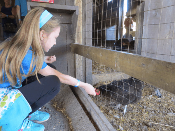 Ontario-Springridge Farm - Animal Barn 