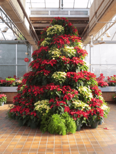 Royal-Botanical-Gardens-Poinsettia-tree