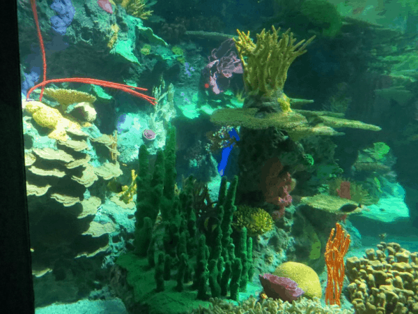 Toronto-Ripleys-Aquarium-Rainbow-Reef