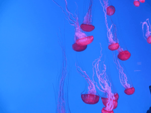 Toronto-Ripleys-Aquarium-Jellyfish