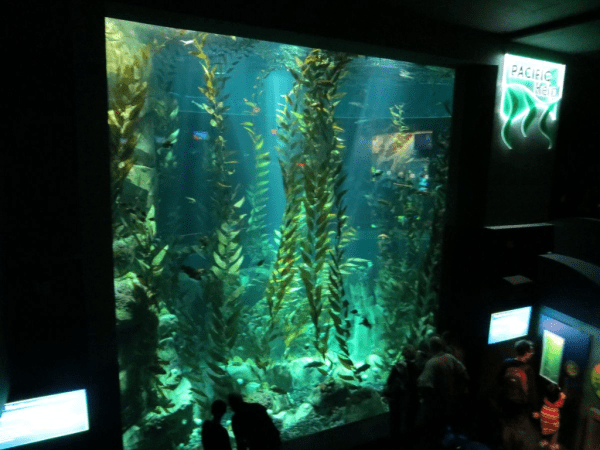 Ripleys-aquarium-canada-pacific-kelp-exhibit