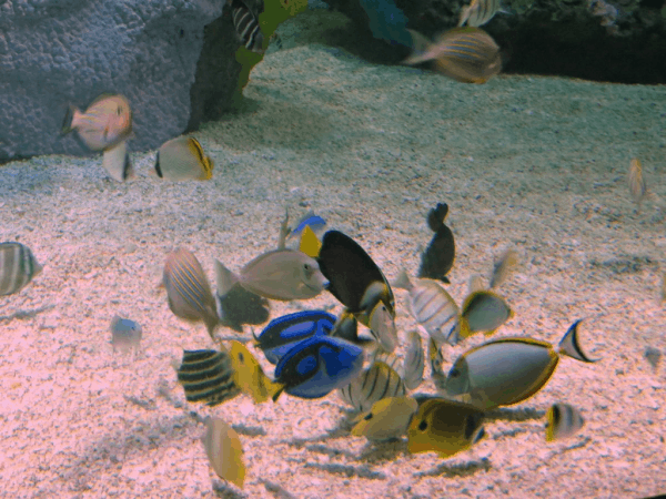 Ripleys-aquarium-canada-rainbow-reef-fish2