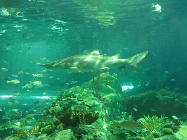 Toronto-Ripleys-Aquarium-Dangerous-Lagoon-Shark
