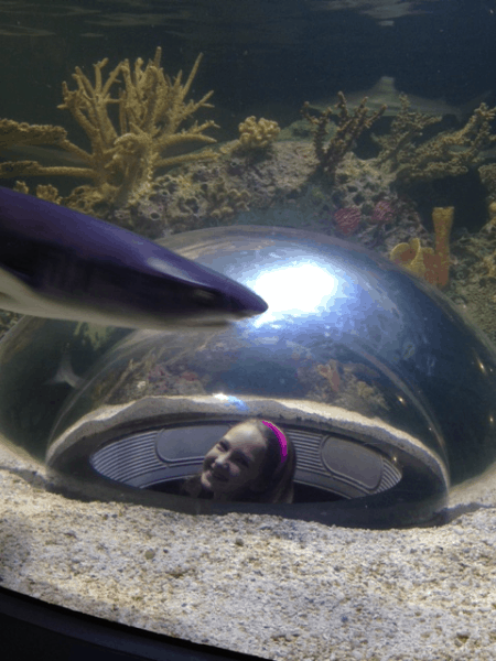 Toronto-Ripleys-Aquarium-Bubble