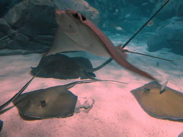 Toronto-Ripleys-Aquarium-Stingrays2