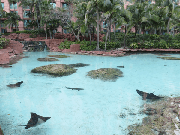 Bahamas-Atlantis-Royal Ray Lagoon-stingrays and sharks