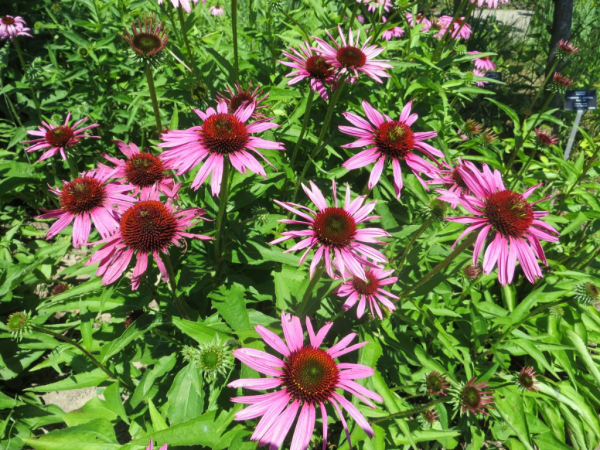 Royal botanical gardens-flowers