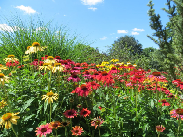 Royal botanical gardens-hendrie park-colourful flowers