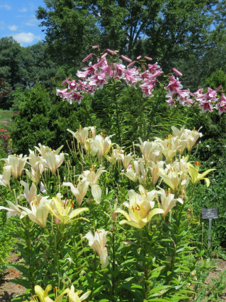 Royal botanical gardens-flowers in hendrie park