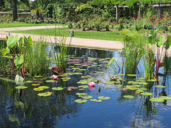 Royal botanical gardens-reflecting pool-lily pads