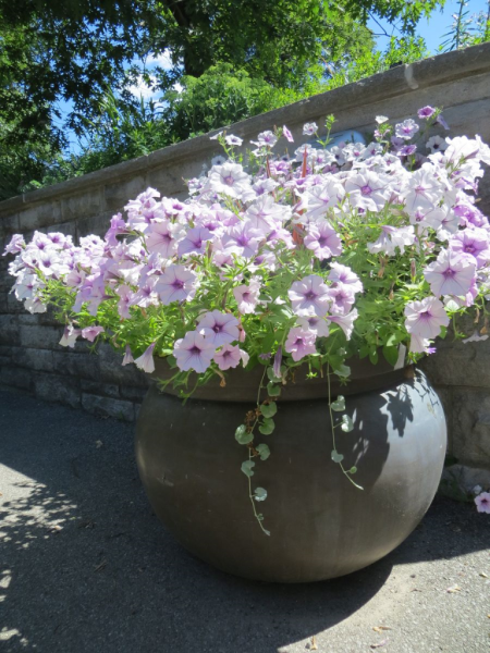 Royal botanical gardens-flower beds-hendrie park