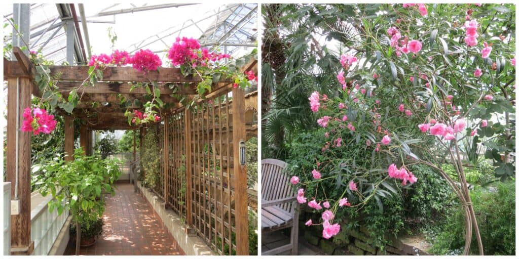 pink flowers in Mediterranean Garden - on trellis and by bench.