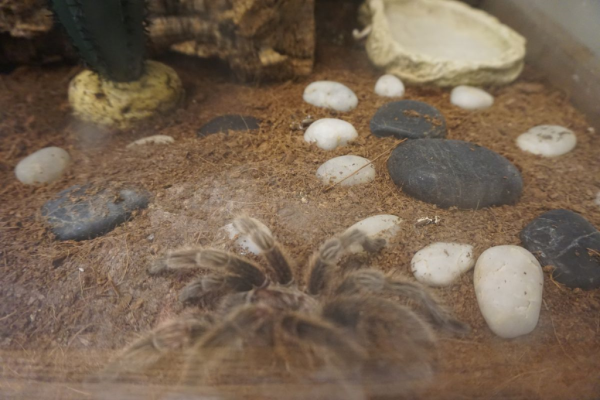 Cambridge butterfly conservatory-tarantula