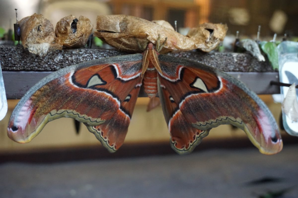 Cambridge butterfly conservatory-atlas moth emerging from cocoon